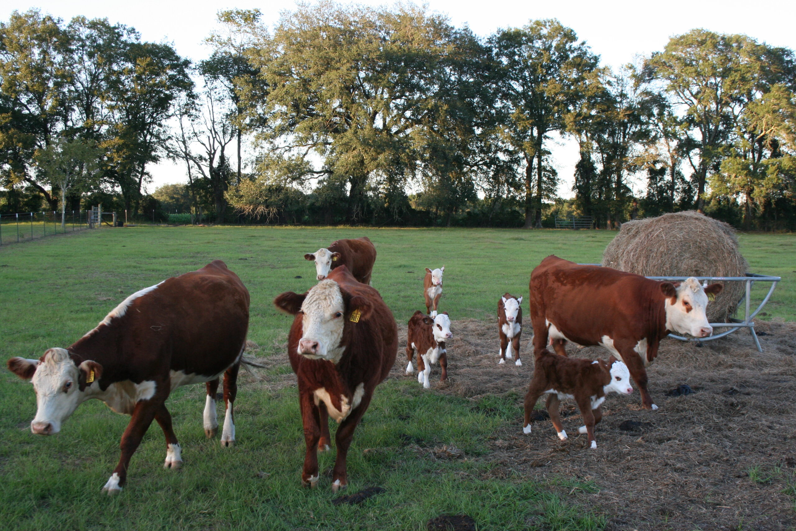 Cattle